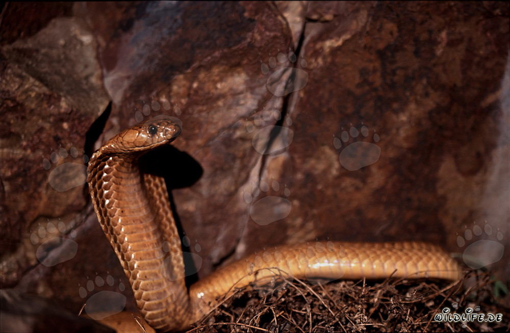 Attentive Cape Cobra