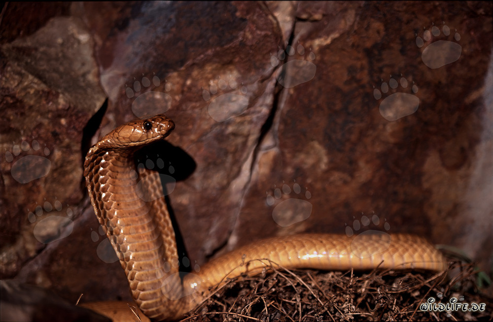 Cobra del Cabo frente a un acantilado colorido