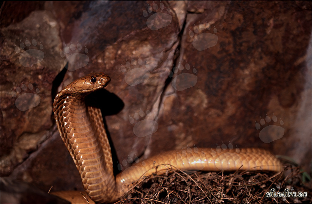 Cobra del Capo davanti a una parete rocciosa colorata