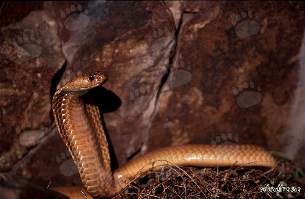 Cobra du Cap devant une paroi rocheuse colorée
