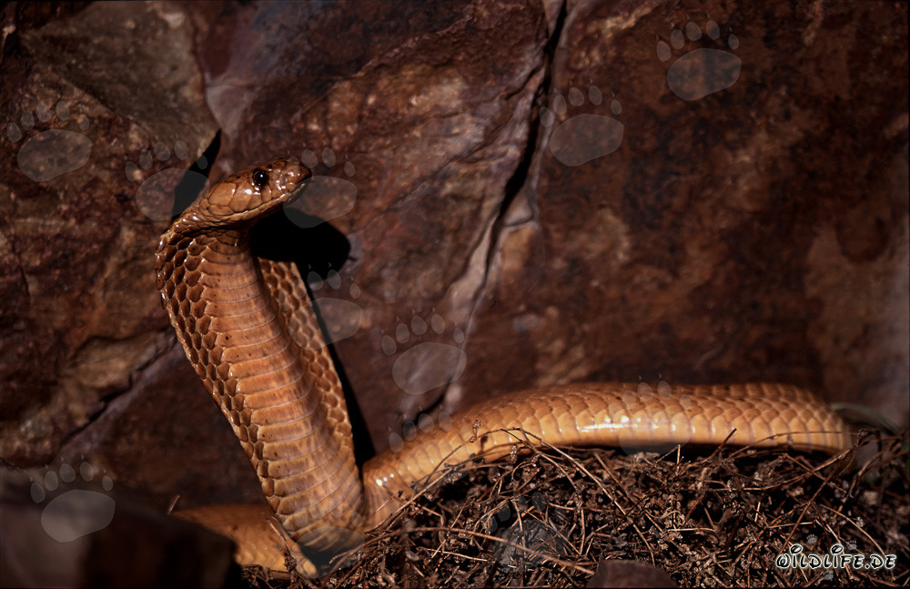 Fascinating Cape Cobra in front of colorful rock formation