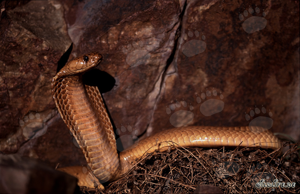 Cobra del Cabo fascinante frente a una colorida pared rocosa