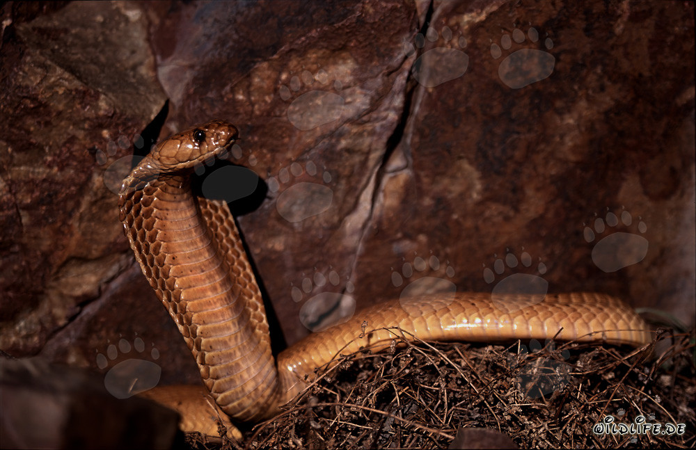 Affascinante cobra del Capo davanti a una parete rocciosa colorata