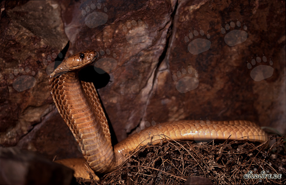 Cobra du Cap fascinante devant une paroi rocheuse colorée