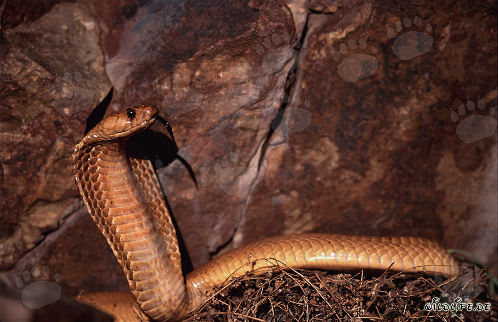 Impressive Cape Cobra in front of colorful rocks