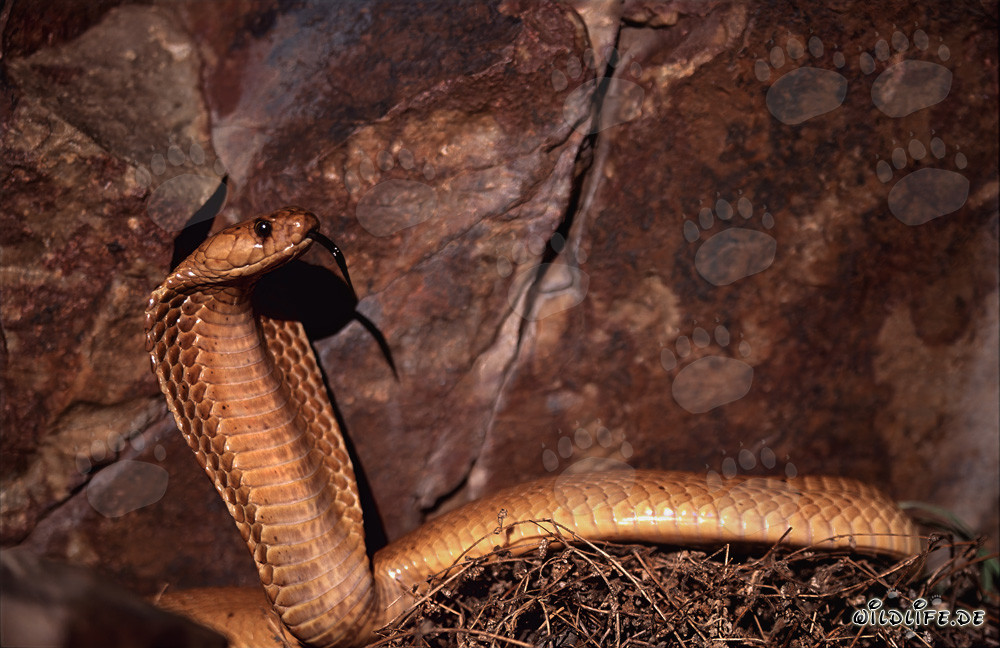 Impresionante cobra del Cabo frente a coloridas rocas