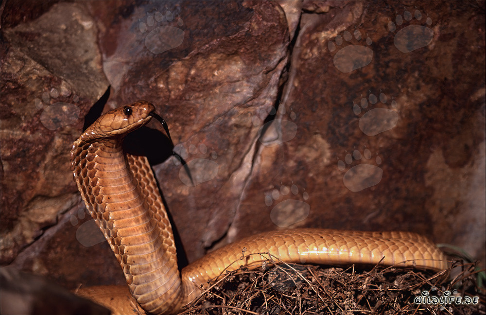 Imponente cobra del Capo davanti a rocce colorate