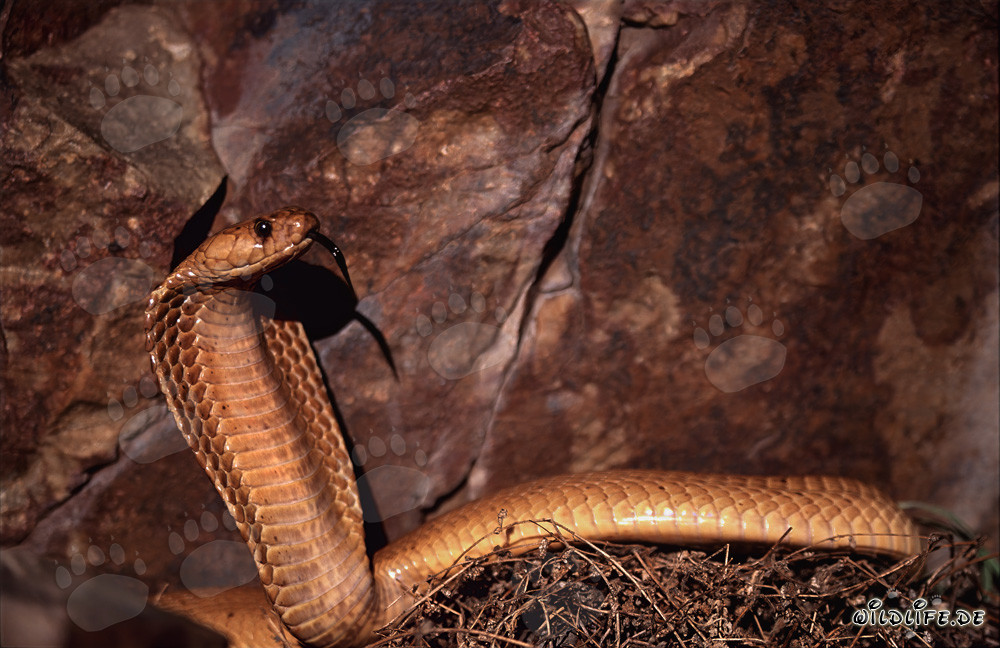 Cobra du Cap imposante devant des rochers colorés