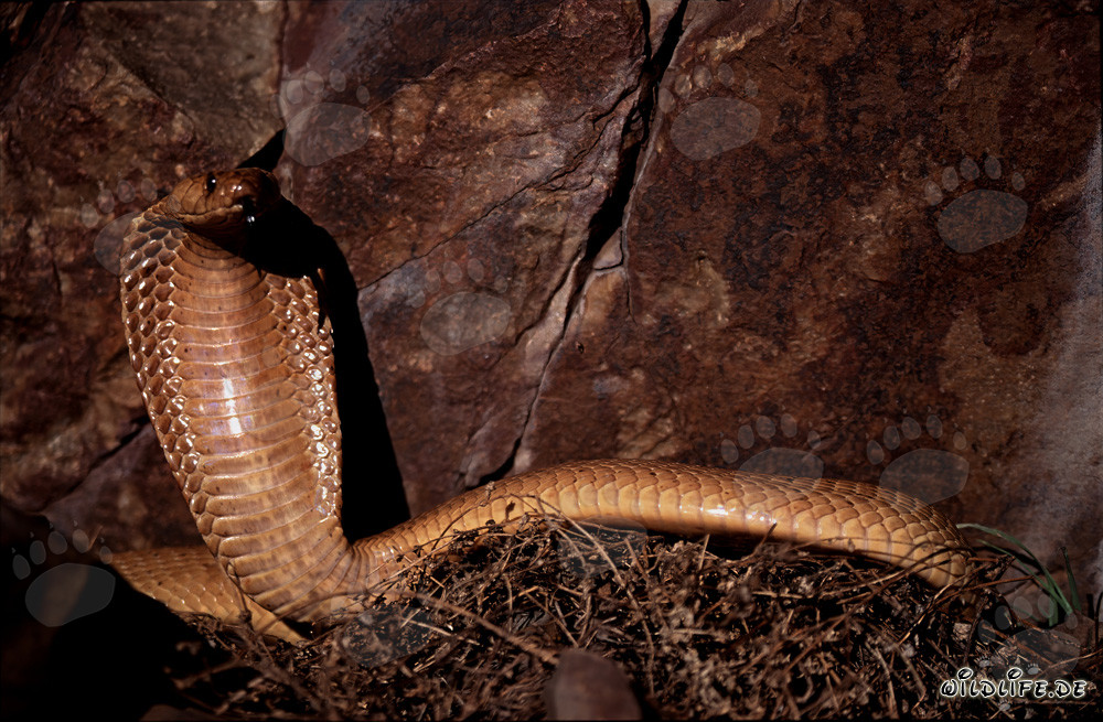 Impressive Cape Cobra in front of picturesque rock formation
