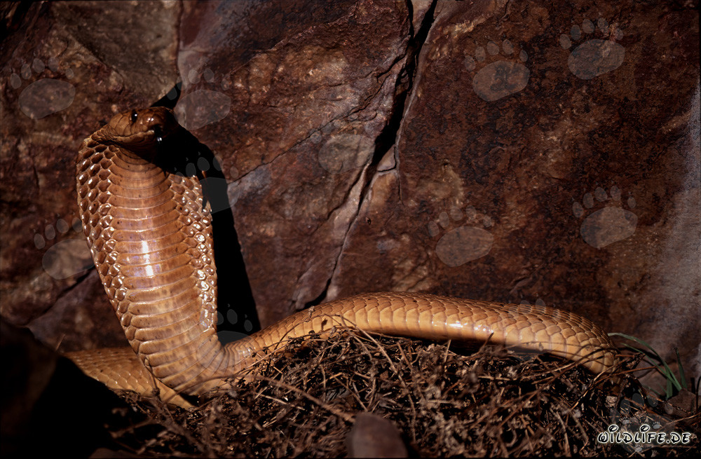 Impresionante cobra del Cabo ante un paisaje de acantilados pintoresco