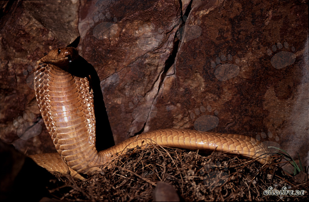 Imponente cobra del Capo davanti a un suggestivo paesaggio roccioso