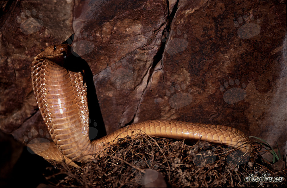 Impressionnante cobra du Cap devant un paysage de falaises pittoresques