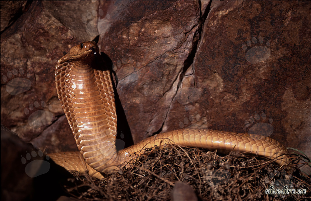 Impressionante comportamento minaccioso del cobra del Capo davanti a una parete rocciosa colorata