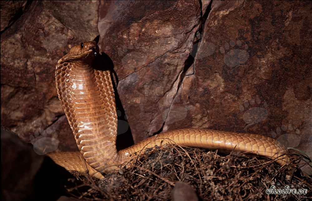 Impresionante comportamiento amenazante de la cobra del Cabo frente a un colorido acantilado