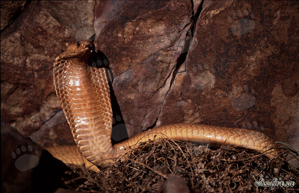 Comportement menaçant impressionnant du cobra du Cap devant un mur de rochers colorés