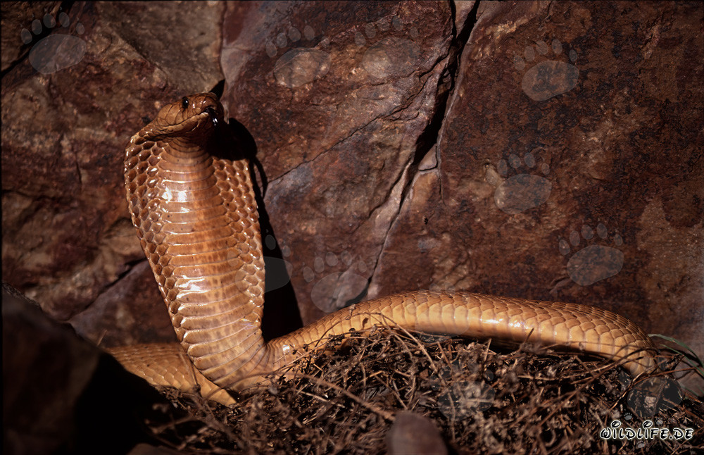 Impressive threat display of Cape Cobra in front of colorful rock wall