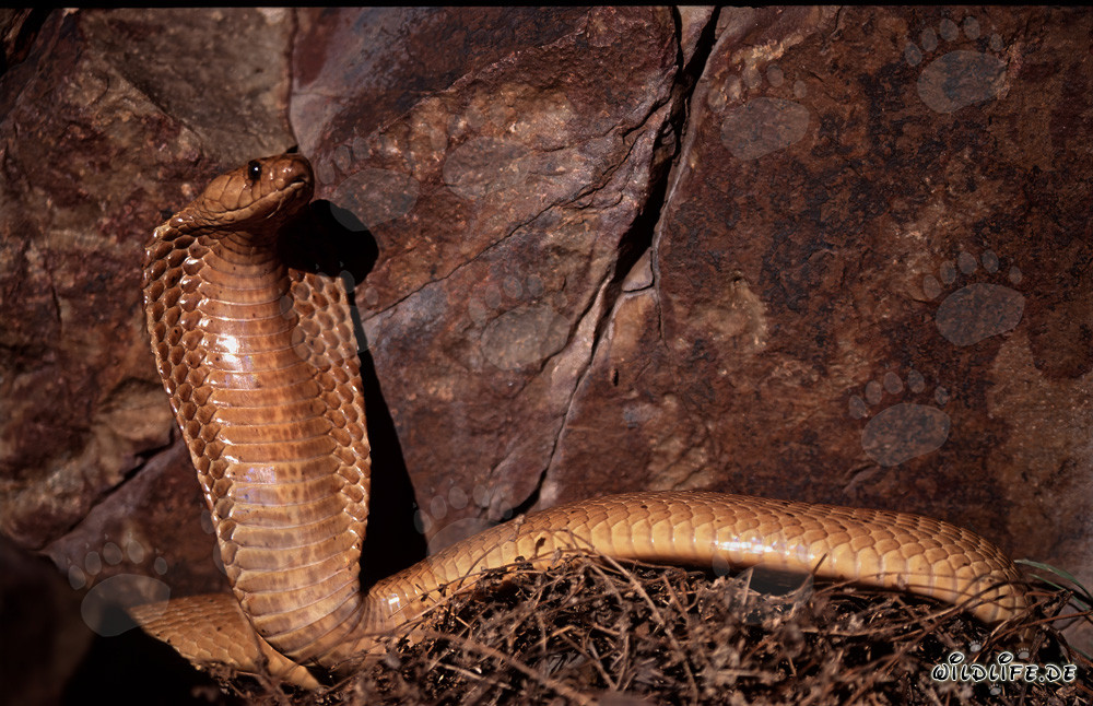 Impressive Cape Cobra posing in front of rock wall