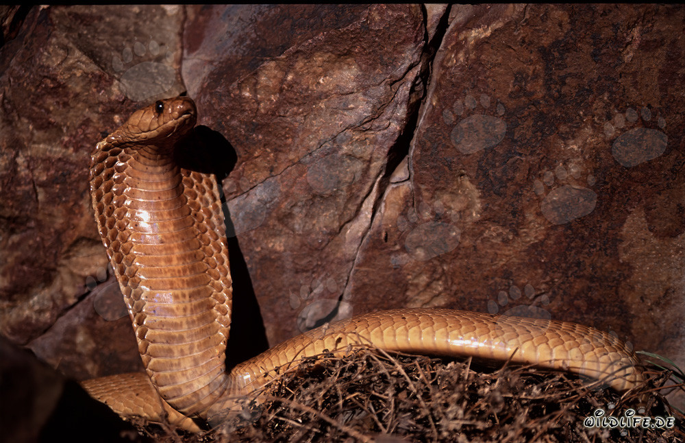 Impresionante cobra del Cabo posando frente a una pared rocosa