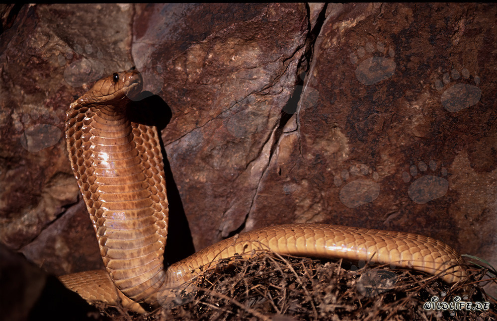 Impressionnante cobra du Cap posant devant une paroi rocheuse