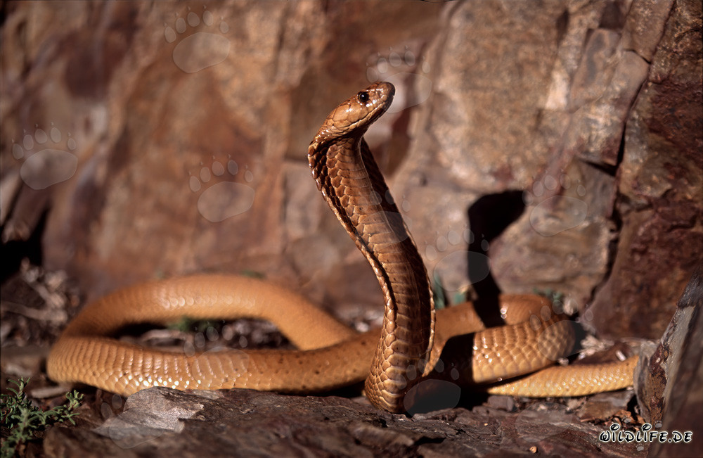 Encounter with a majestic Cape Cobra