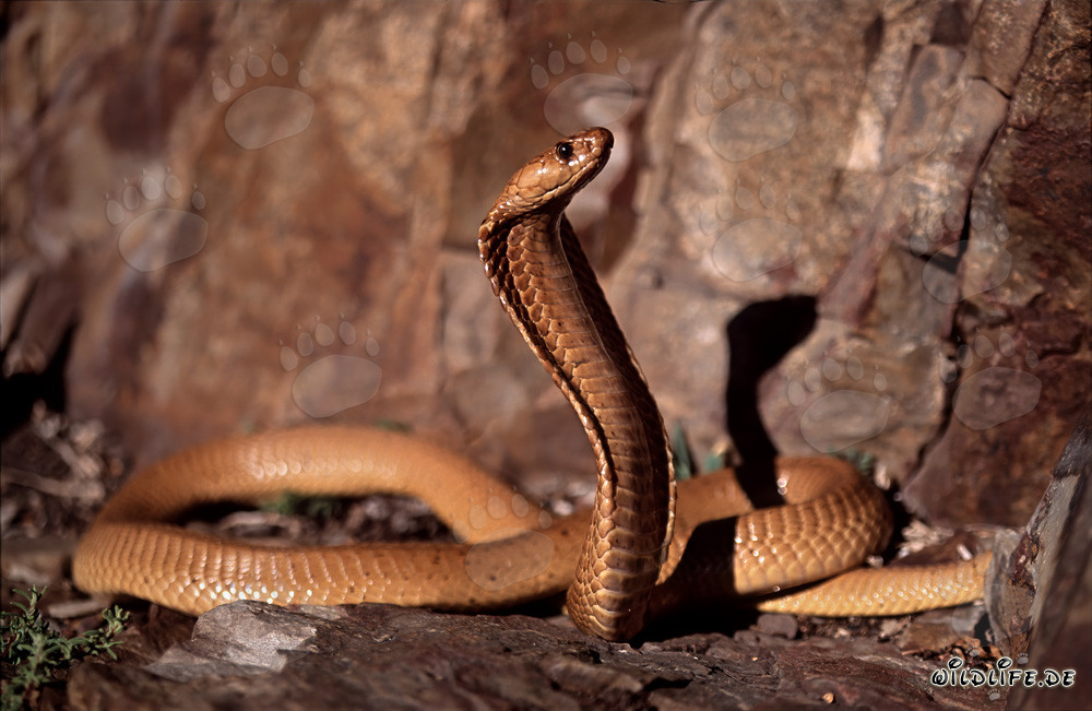 Encuentro con una majestuosa cobra del Cabo