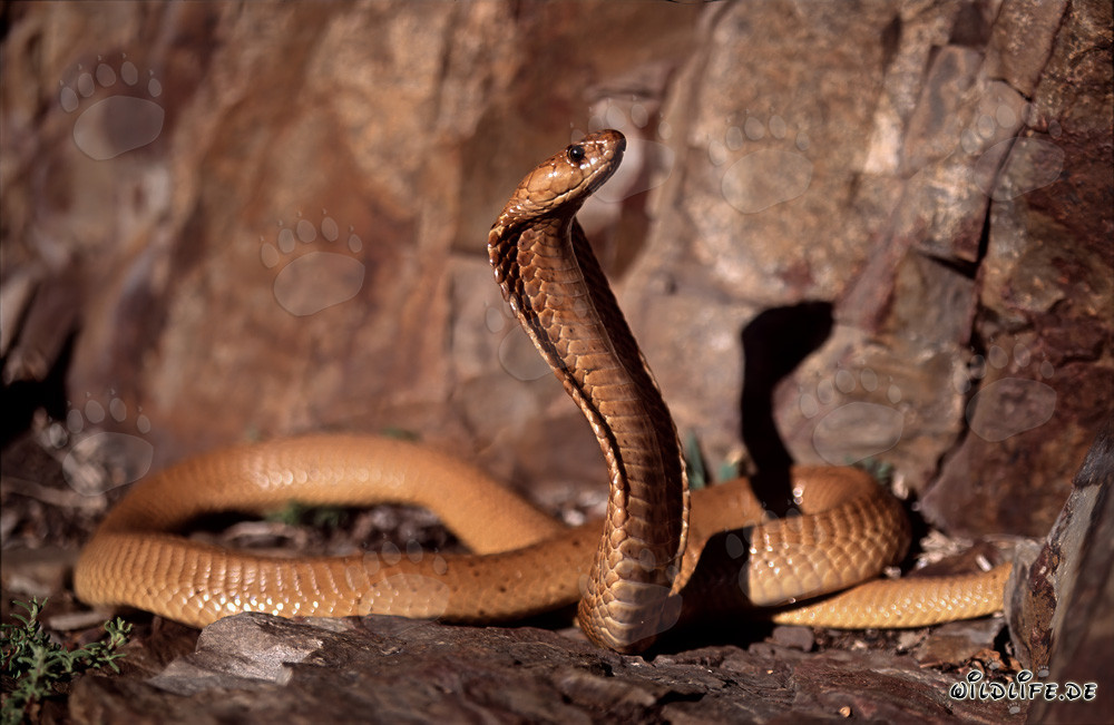 Rencontre avec un majestueux cobra du Cap