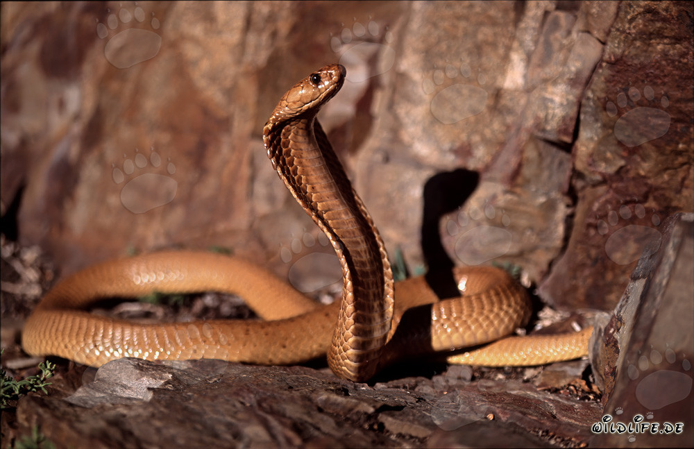 Affascinante Cobra del Capo dorata nelle montagne di Gansbaai, Sudafrica