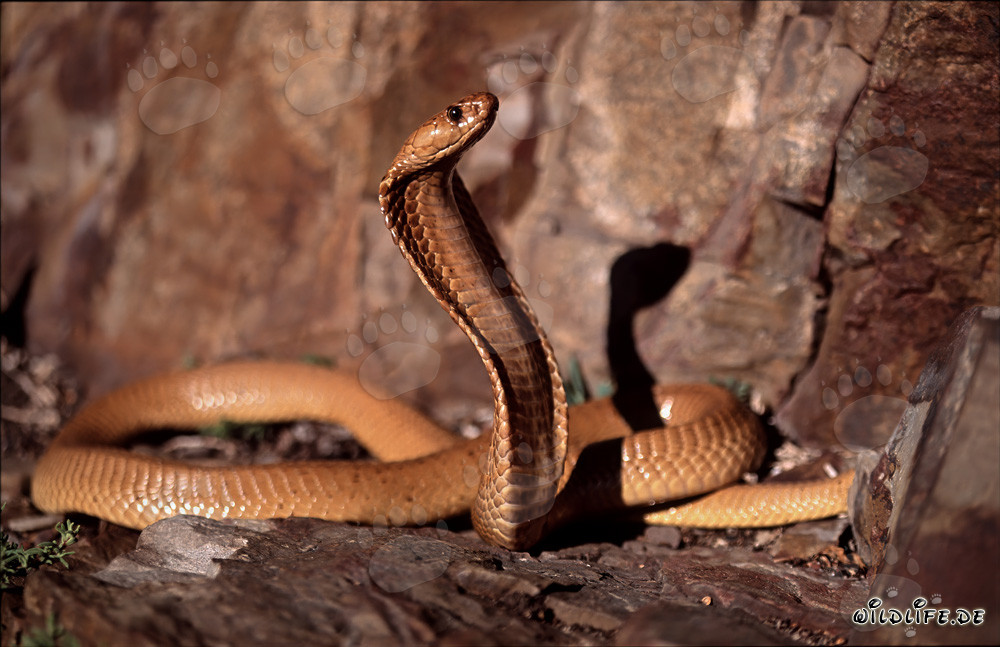 Cobra du Cap dorée fascinante dans les montagnes de Gansbaai, Afrique du Sud