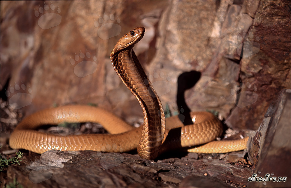 Fascinating Golden Cape Cobra in the Gansbaai Mountains, South Africa