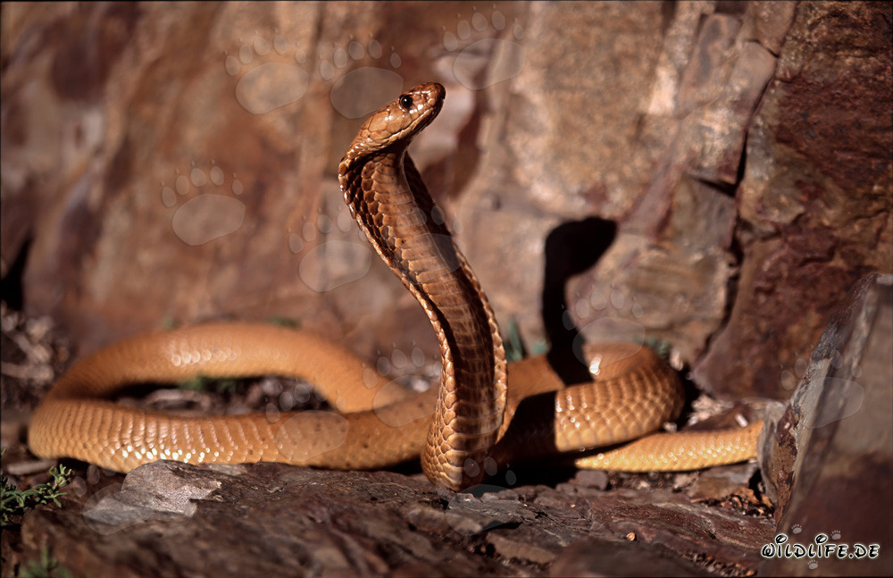 Faszinierende Goldene Kapkobra in den Gansbaai Mountains, Südafrika