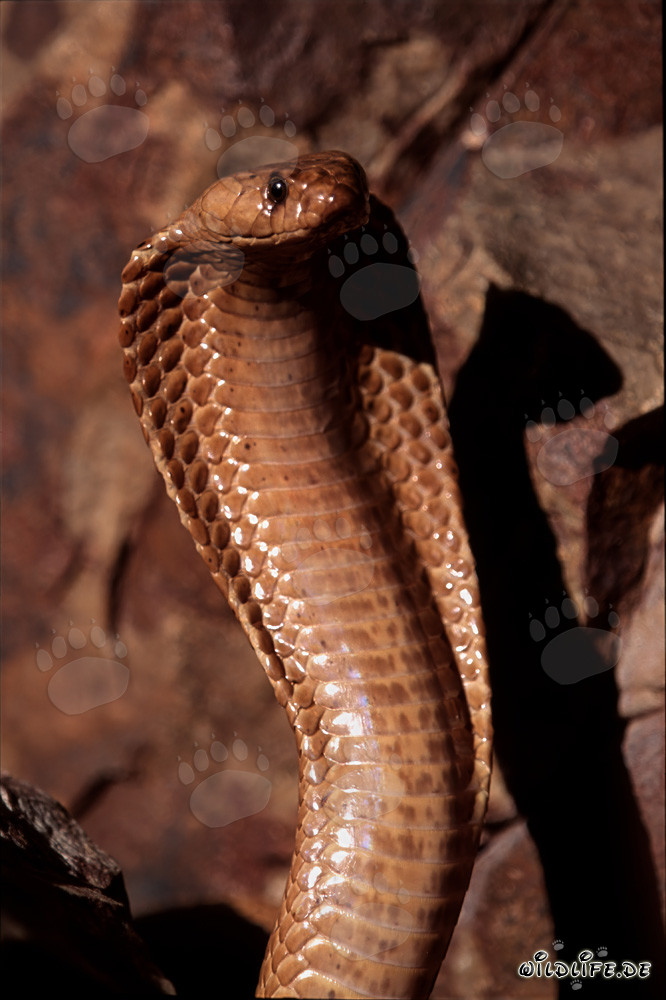 Fascinating Cape Cobra in all its glory