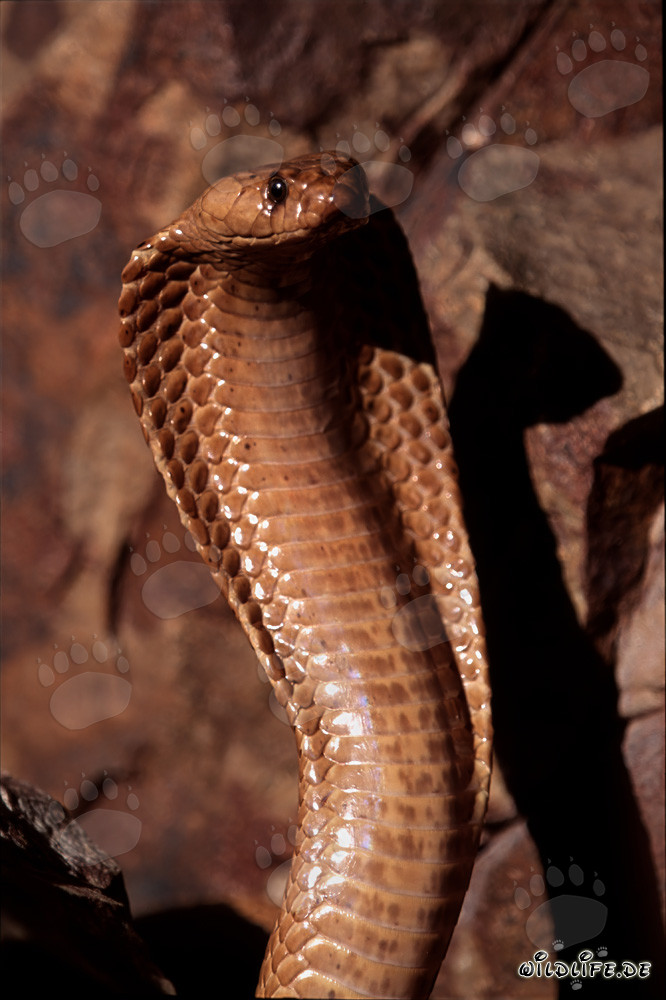 Fascinante Cobra del Cabo en todo su esplendor