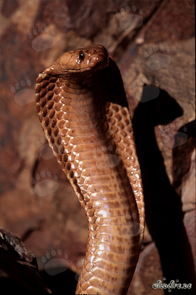 Cobra du Cap fascinante dans toute sa splendeur