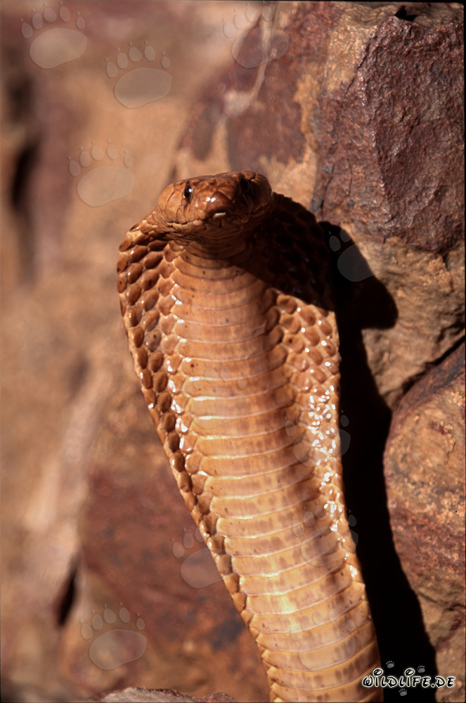 Impressive threatening behavior of the Cape Cobra in the Gansbaai Mountains