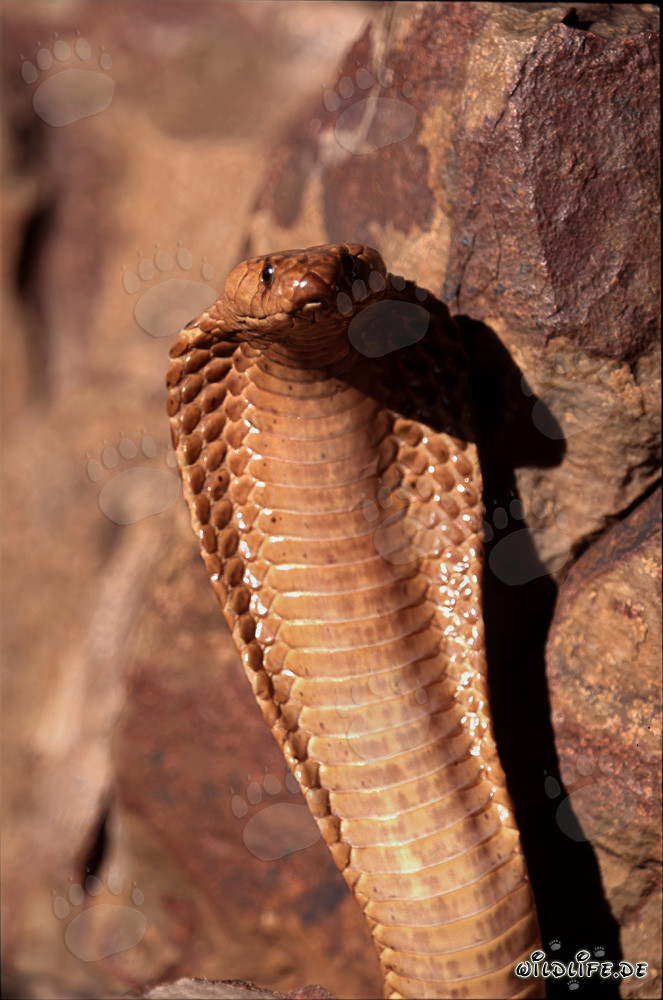 Comportement menaçant imposant du cobra du Cap dans les montagnes de Gansbaai