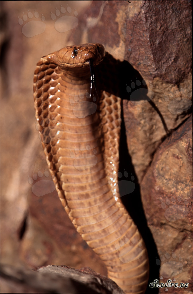 Fascinating Cape Cobra in threatening pose on mountain summit