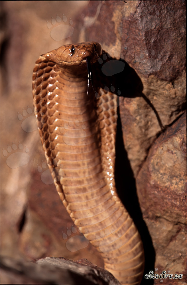 Fascinante Cobra del Cabo en postura amenazante en la cima de la montaña