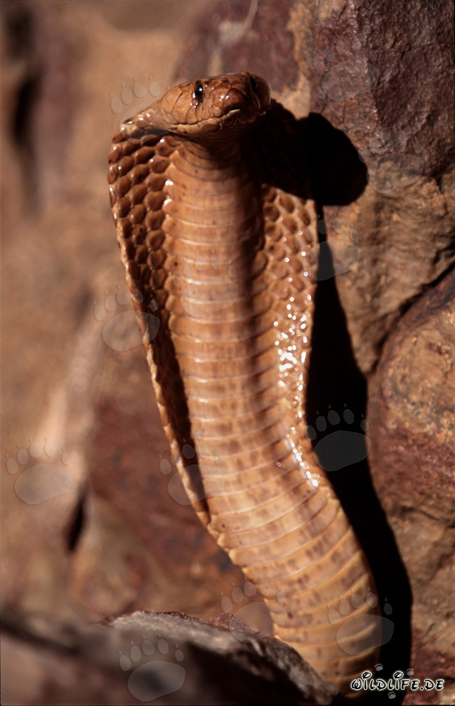 Impressionnante cape cobra dans les montagnes de Gansbaai, Cap-Occidental, Afrique du Sud