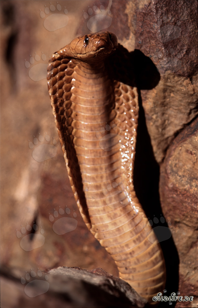 Impressive Cape Cobra in the Gansbaai Mountains, Western Cape, South Africa