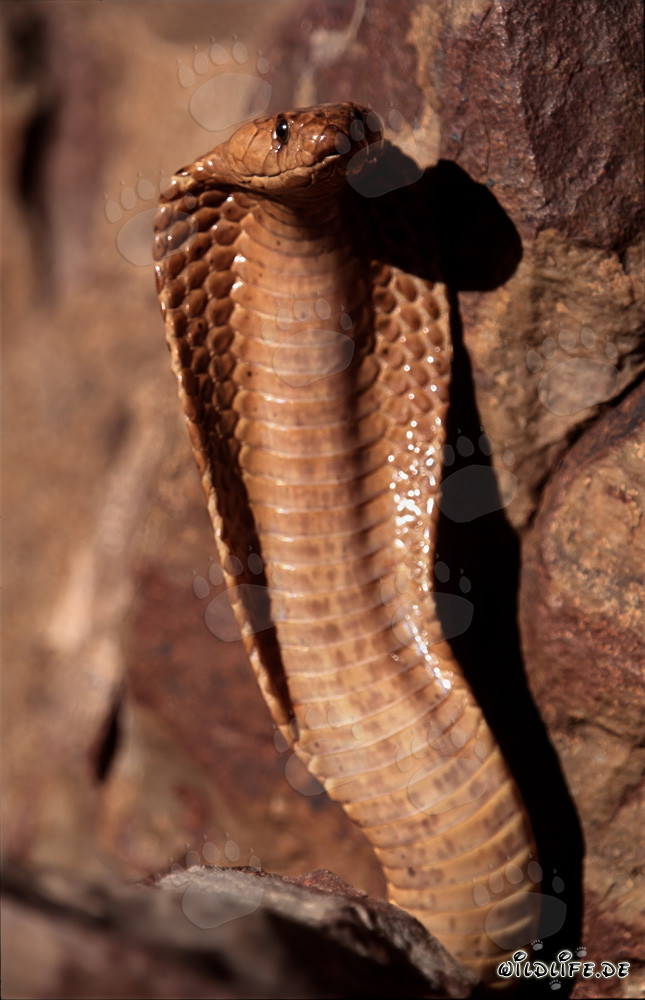 Impressionante cobra del Capo nelle montagne di Gansbaai, Capo Occidentale, Sudafrica