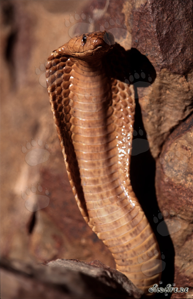 Imposante Kapkobra in den Gansbaai Mountains, Western Cape, Südafrika