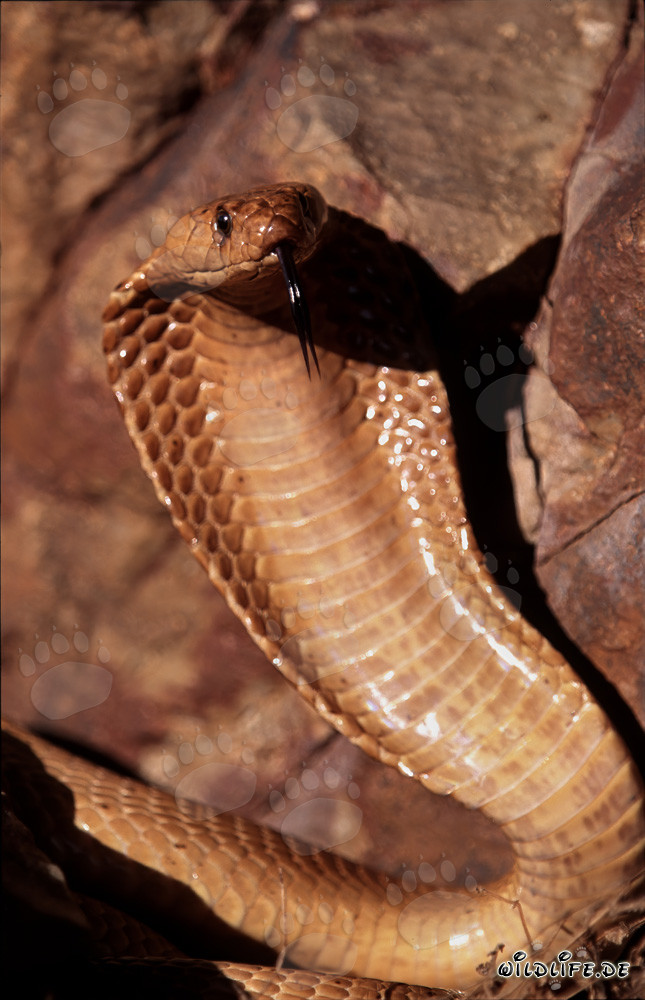 La imponente cobra del Cabo despliega su escudo de cuello