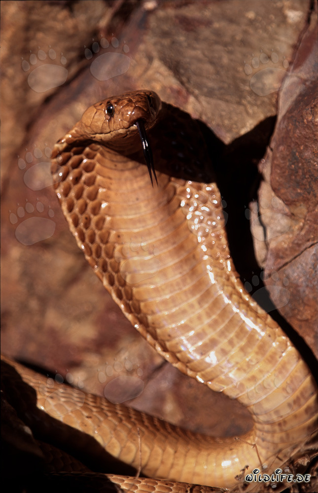 L'imponente cobra del Capo spiega il suo scudo di collo