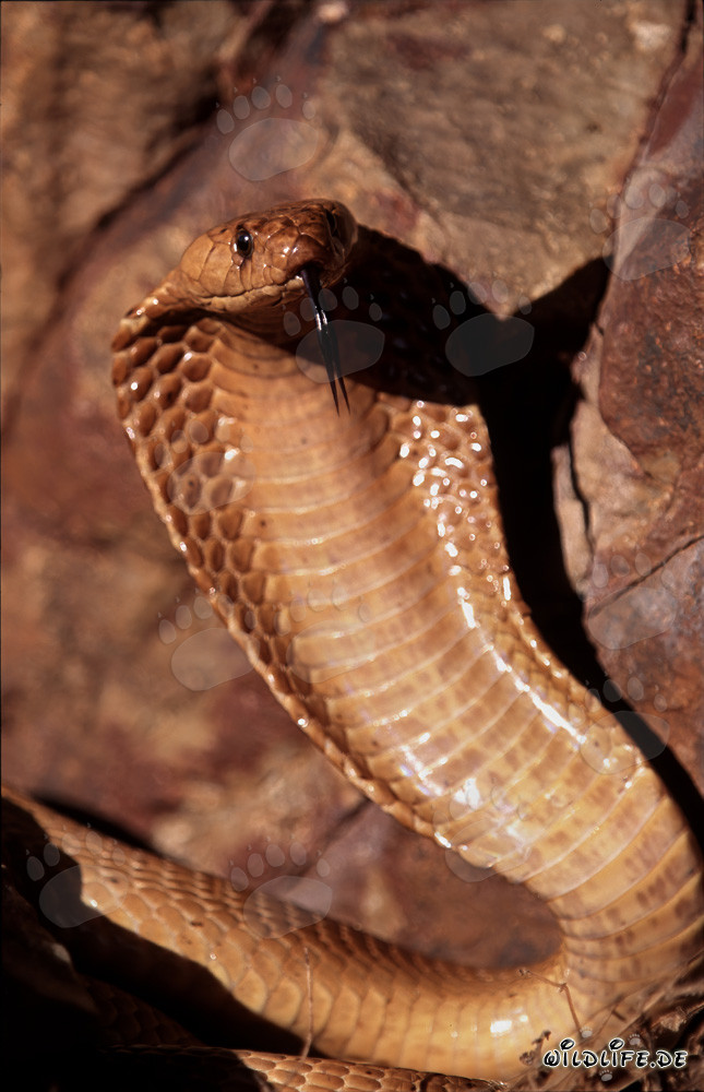 La redoutable cobra du Cap déploie son coussin de cou