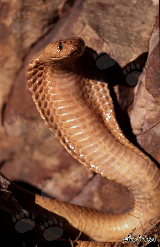 Threatening Cape Cobra with spread hood in the wild