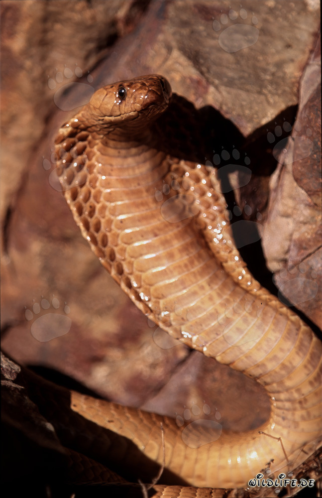 Cobra del Cabo amenazante con capucha desplegada en la naturaleza