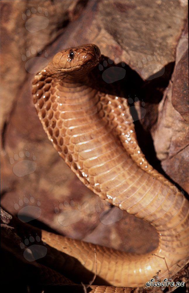Cobra del Capo minacciosa con collare aperto nella natura