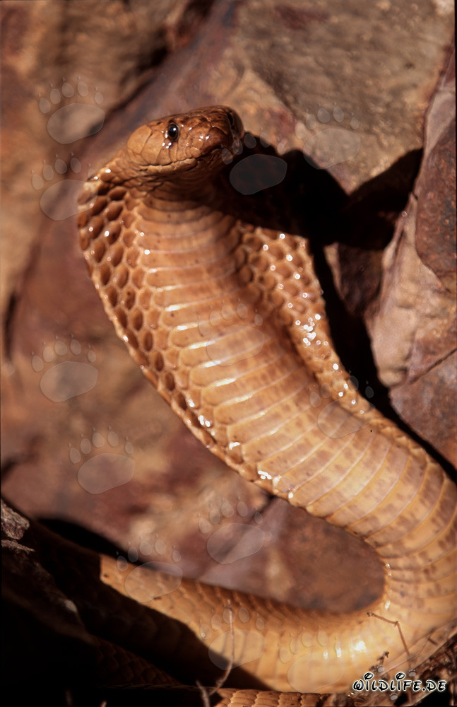 Cobra du Cap menaçante avec col écarté dans la nature