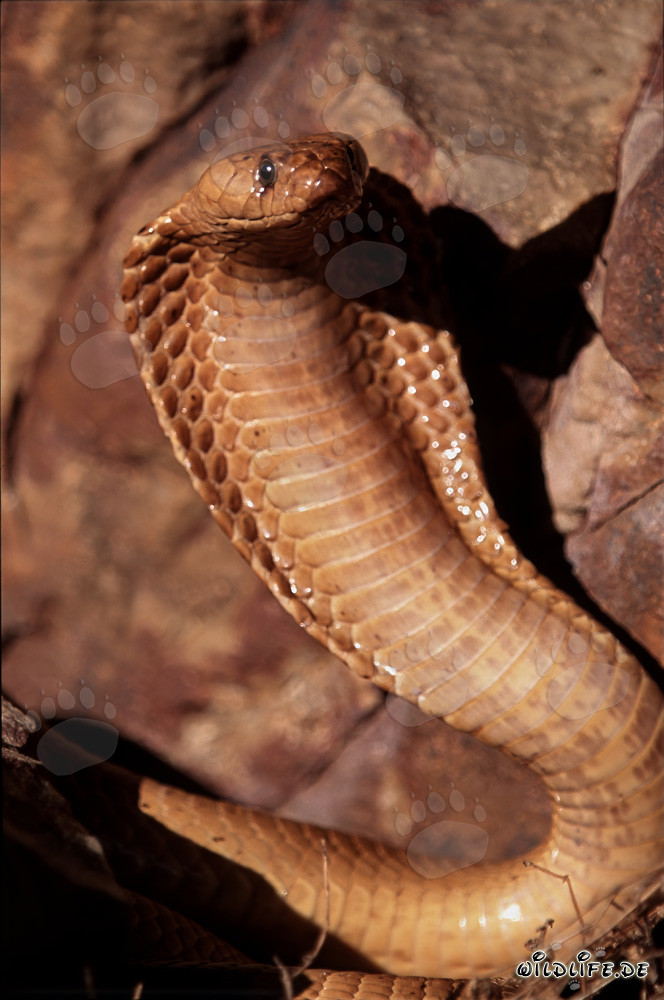 Cape Cobra holding its hood erect and spread out