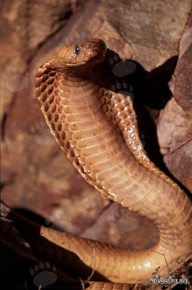 Cobra del Cabo con capucha extendida